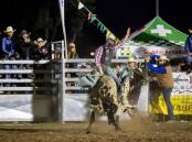 Kempsey's Levi Ward enjoyed two wins at the rodeo the U18 Saddle Bronc and the Novice Bull Ride. Picture Jodie Adams Photography