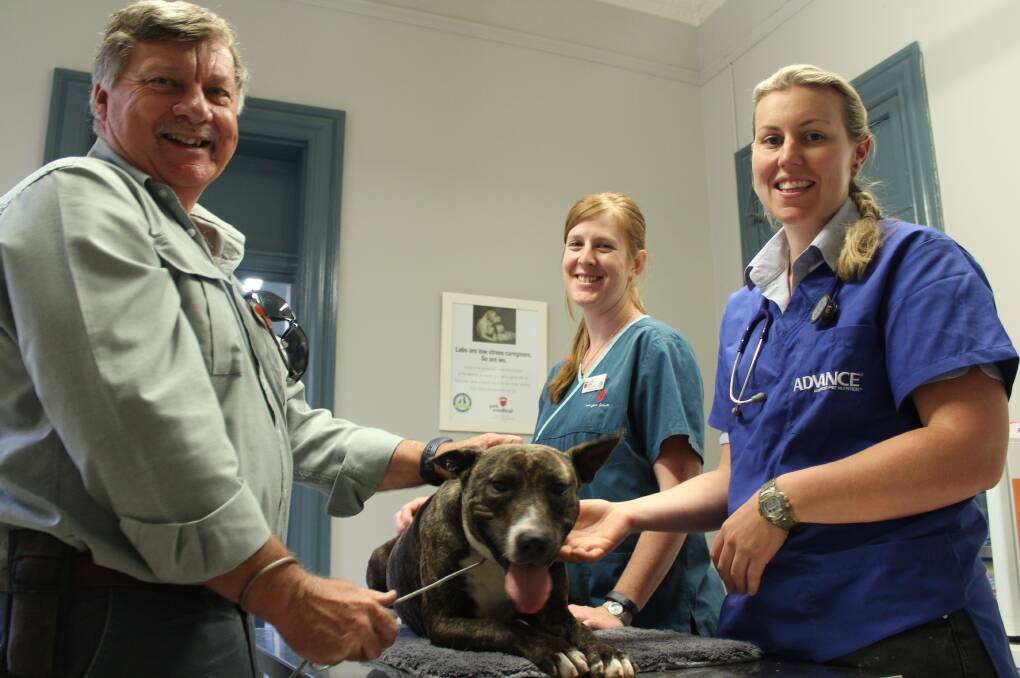 GREAT WORK: Council ranger David Shields holds Simba, while Scone Pet Medical veterinary nurse Eloise Wright and veterinarian Dr April Brenan give her a parvo vaccination.