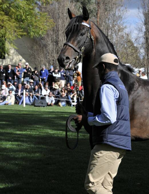 QUALITY: Some of the country's best stallions were on show at the parade. Picture: Louise Nichols