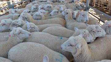 Tensions run high on eID support at NSW Farmers conference